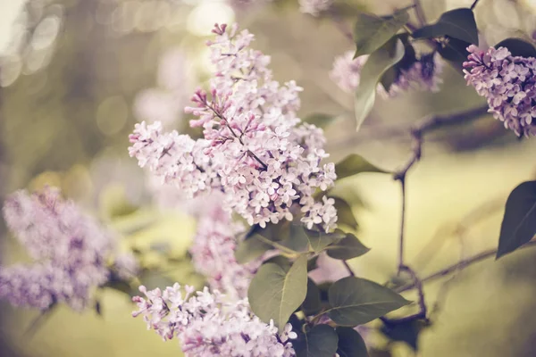 Cabang Semak Semak Lilac Dengan Bunga Lilac Musim Semi — Stok Foto