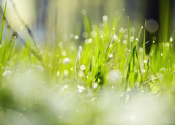 有露珠的绿色湿草的背景 — 图库照片