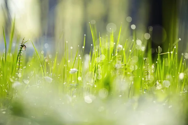 有露珠的绿色湿草的背景 — 图库照片