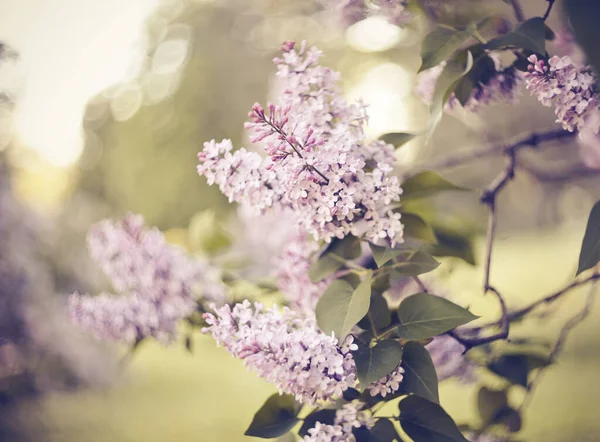 Las Ramas Los Arbustos Lila Con Las Flores Lila Primavera — Foto de Stock