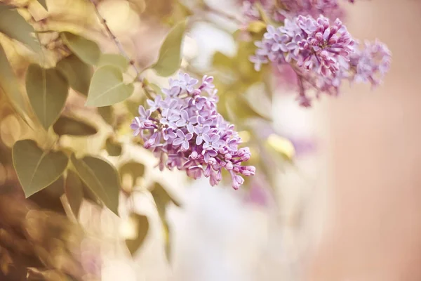 Blossoming Lilac Branches Spring — Stock Photo, Image