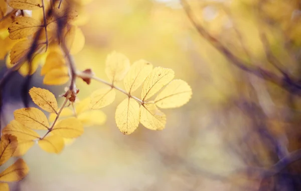 Herbst Hintergrund Mit Gelben Blättern Einer Heckenrose Auf Ästen Goldener — Stockfoto