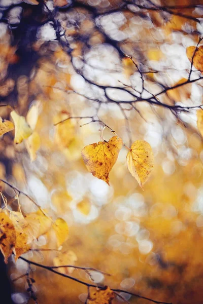 Κίτρινα Φθινοπωρινά Φύλλα Φλαμουριάς Κλαδιά Χρυσό Φθινόπωρο — Φωτογραφία Αρχείου