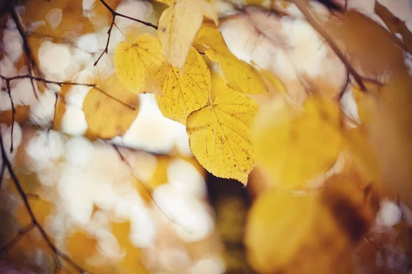 Жовте Осіннє Листя Липи Гілках Золота Осінь — стокове фото