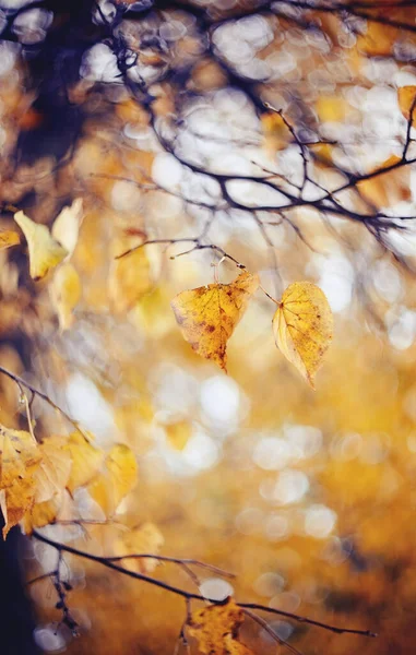 Folhas Outono Amarelas Uma Tília Ramos Outono Dourado — Fotografia de Stock