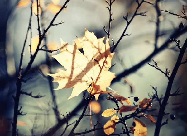 Das Herbstliche Gelbe Ahornblatt Das Umgefallen Und Ästen Stecken Geblieben — Stockfoto
