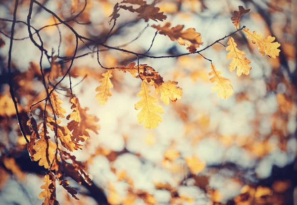 Herbst Eichenblätter Zweigen Einem Sonnigen Tag — Stockfoto