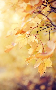 Sonbahar yapraklı akçaağaç dalları. Altın sonbahar.