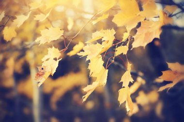 Sarı akçaağaç yaprakları sonbaharda dallanır. Altın sonbahar.