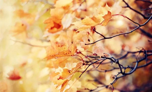 Zweig Mit Herbstgelben Ahornblättern Die Von Der Sonne Angestrahlt Werden — Stockfoto