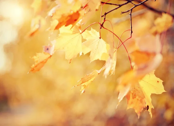 Zweig Mit Herbstgelben Ahornblättern Die Von Der Sonne Angestrahlt Werden — Stockfoto