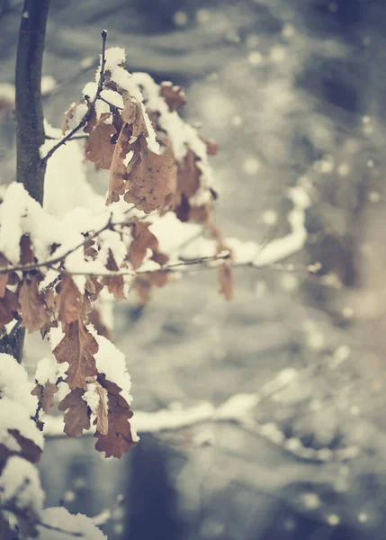 Gałęzie Dębu Wyblakłymi Liśćmi Śniegu Zimą — Zdjęcie stockowe