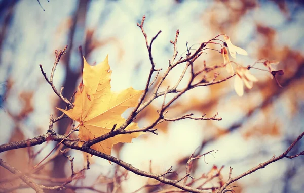 Самотній Жовто Золотий Кленовий Лист Гілці Пізнього Осені — стокове фото