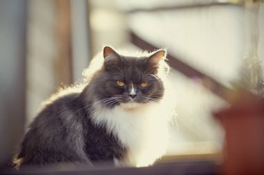 Pofuduk, dumanlı, sarı gözlü, güneşli bir kedi..