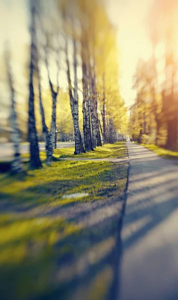 Birch Avenue Lit Sunshine Photo Taken Lensbaby — Stock Photo, Image