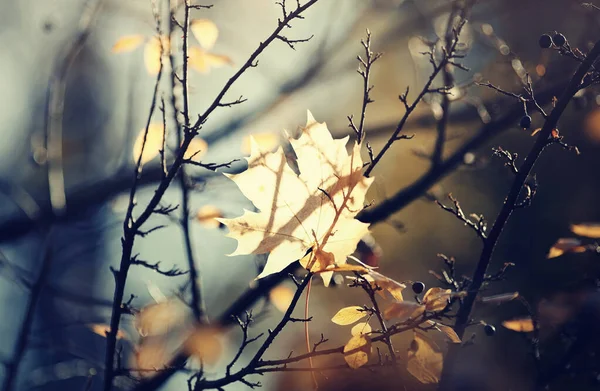 枝に落ちた紅葉の黄色のカエデの葉 — ストック写真