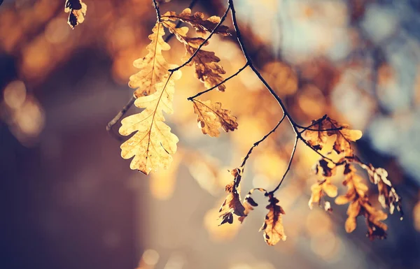 Herbst Eichenblätter Zweigen Einem Sonnigen Tag — Stockfoto