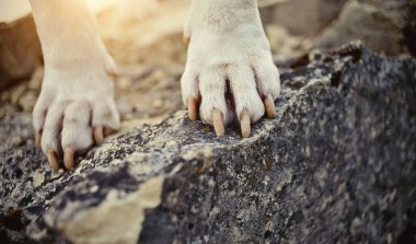 Köpeğin patileri bir taşın üzerinde duruyor..