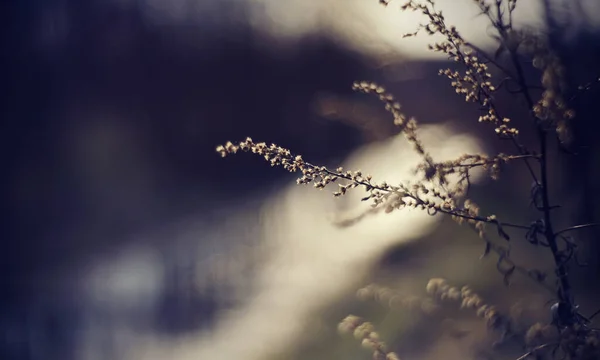 Fondo Sfumato Con Fiume Assenzio Secco Primo Piano — Foto Stock