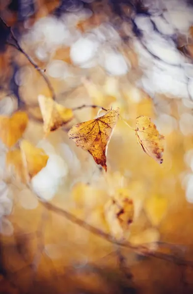 Żółty Jesienny Liść Lipina Gałąź Złota Jesień — Zdjęcie stockowe