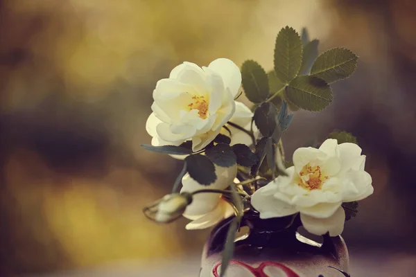 Buquê Rosas Selvagens Brancas Vaso — Fotografia de Stock
