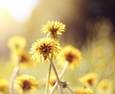 Tarladaki sarı karahindiba çiçekleri..