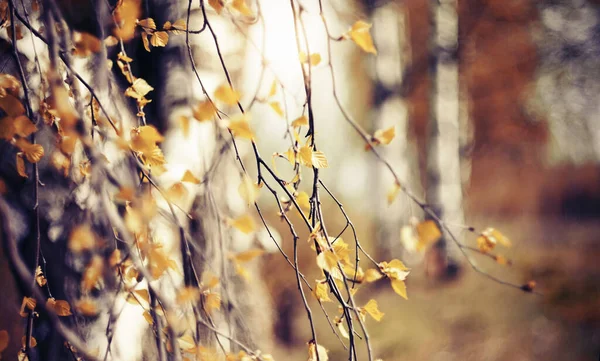 Die Zweige Der Birke Herbst Mit Gelben Blättern Goldener Herbst — Stockfoto