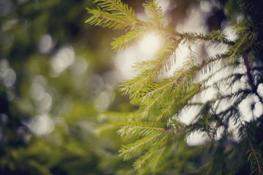 Yeşil köknar ağacı dalları ve bokeh ile bulanık arkaplan