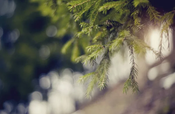Yeşil Köknar Ağacı Dalları Bokeh — Stok fotoğraf