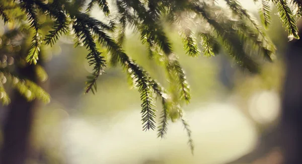 Yeşil Köknar Ağacı Dalları Bokeh Ile Bulanık Arkaplan — Stok fotoğraf
