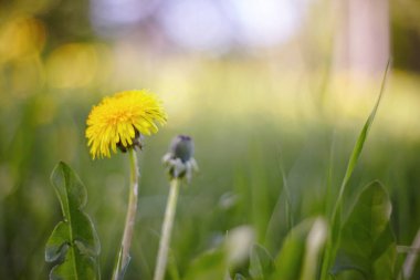 Yaz otunun sarı çiçeği - bir karahindiba.