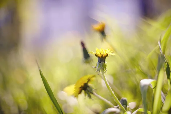 Gula Blommor Sommargräs Maskros — Stockfoto