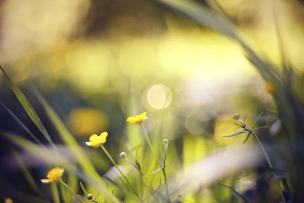 Fundo Abstrato Com Flores Silvestres Amarelas — Fotografia de Stock