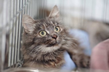 Kafesteki gri çizgili tüylü bir kedinin portresi..