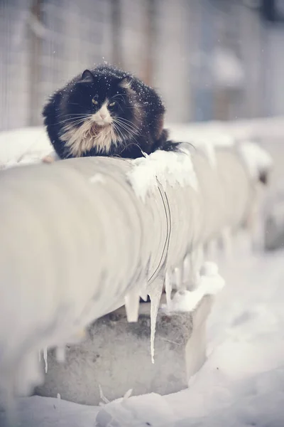 Frozen Homeless Black Cat Basking Winter Pipes — 스톡 사진