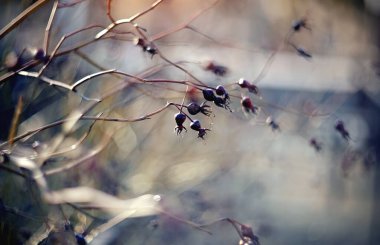 Meyveli dogrose çalıları olan bir arka plan.