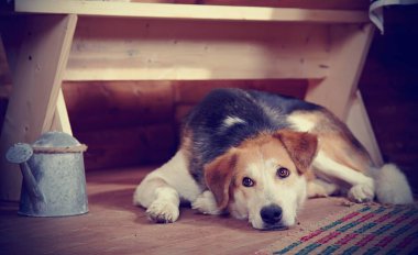üzgün köpek kırsal evdeki bir tezgah altında yatıyor. değil safkan evi köpek.