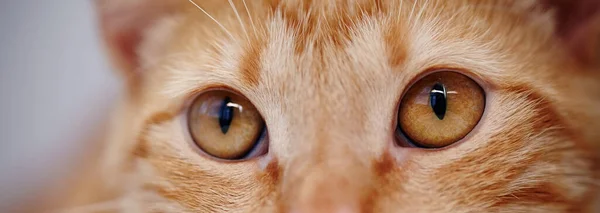 Orange Eyes Red Domestic Striped Cat — Stock Photo, Image