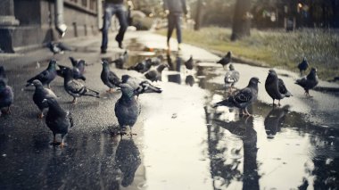Gri şehir kuşları, ıslak asfaltta güvercinler. Şehir hayatı.