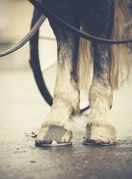 Horse Drawn Transport Hind Legs Horse Harnessed Carriage — Stock Photo, Image