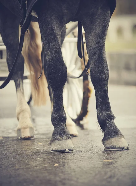 Pferdetransporte Beine Des Pferdes Der Kutsche Eingespannt — Stockfoto