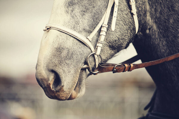 Muzzle of a gray horse in a bridle.