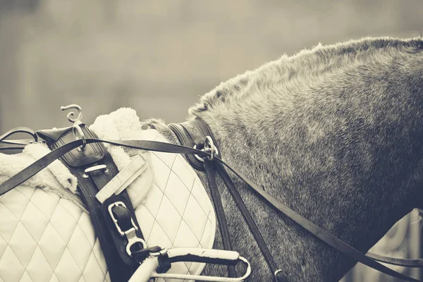 馬に描かれた輸送 馬車に使われている灰色の馬の首 — ストック写真