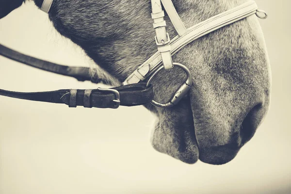 Nose Gray Horse Bridle — Stock Photo, Image