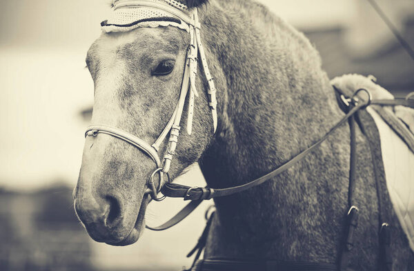 Portrait of a gray horse in a bridle.
