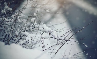 Kışın kar altında çalılar Bulutlu kar havasında.