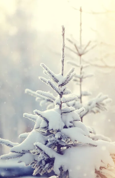 冬には モミの木が雪でいっぱいになります — ストック写真