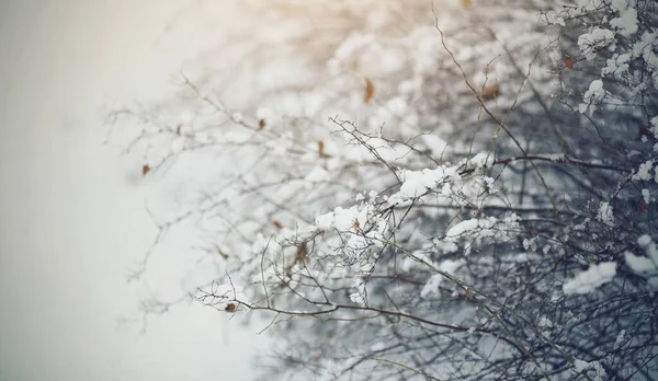 Schneebedeckte Büsche Winter Bei Trübem Schneetreiben — Stockfoto