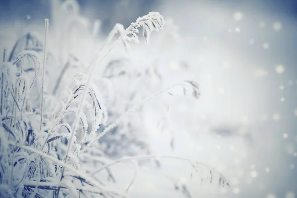 Trockene Pflanzen Bei Raureif Und Schnee Winter — Stockfoto