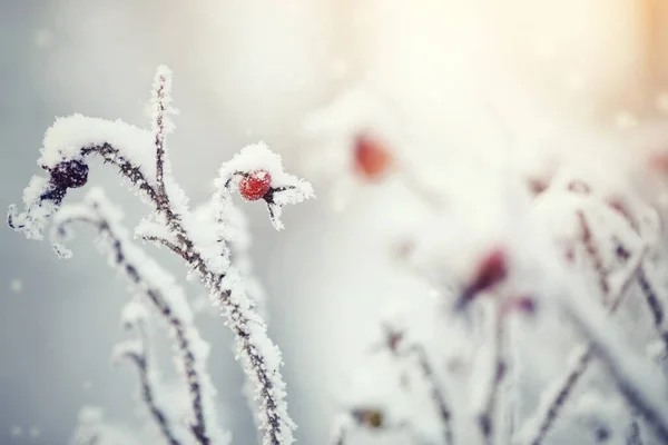 Die Früchte Der Hundsrose Winter Mit Raureif Und Schnee Bedeckt — Stockfoto